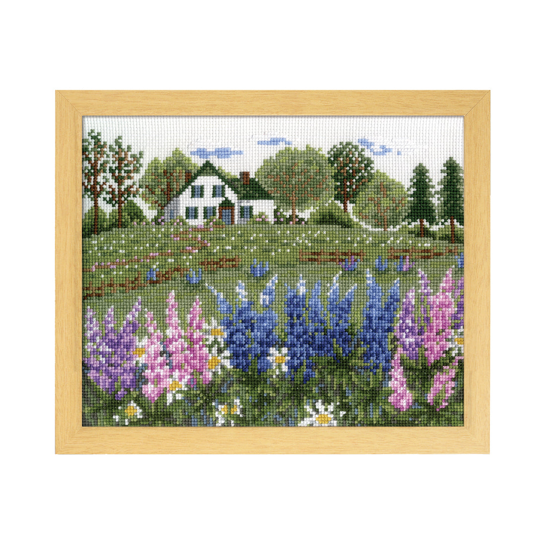 No.7426 Lupine flowers blooming in Anne&