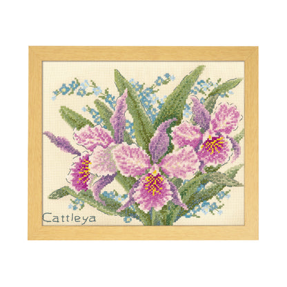 No.7502 Cattleya